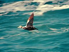 Spectacled Eider (Somateria fischeri) Spectacled Eider (Somateria fischeri)