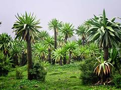 Giant Lobelia, Simien Mtns