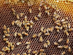 Rebuilding Plan Bee, Hashoo Foundation, Gilgit, Pakistan, honey bee farming, mountain honey