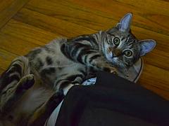 I Can Hazz your Shoe?