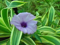 Purple Flower @ goa