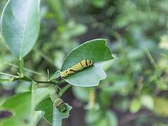 Caterpillar