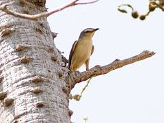 Croaking Cisticola (Cisticola natalensis)