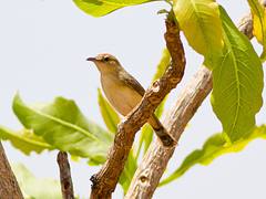 Dorst's Cisticola (Cisticola guinea)