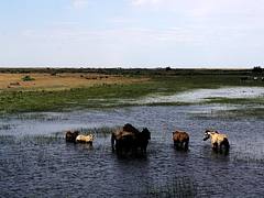 Horses in the Pond
