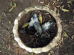 Nido de pajaros en Cachuela Esperanza