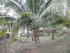 Aromatic Dwarf (Pandan) Coconut In Sabah, Malaysia