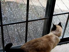 what's this? weather? chapin mesmerized by the hail