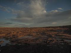 P2021508