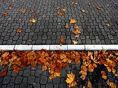 Autumn leaves