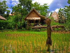 Rice Farm - تصوير عبدالعزيز جوهر حيات