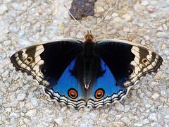 Male Blue Pansy on footpath, Phuket