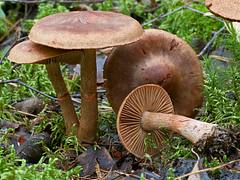 Cortinarius armillatus Cortinarius armillatus
