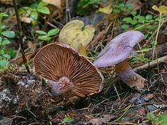 Cortinarius sp. Cortinarius sp.