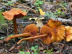 Cortinarius cf. gentilis Cortinarius cf. gentilis
