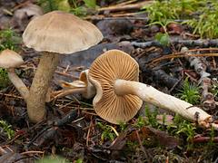 Cortinarius raphanoides Cortinarius raphanoides
