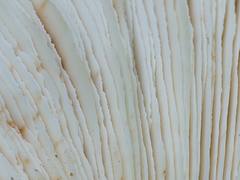 Lentinellus cf. vulpinus lamellae Lentinellus cf. vulpinus lamellae