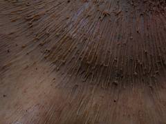 Lentinellus cf. vulpinus pileus surface Lentinellus cf. vulpinus pileus surface