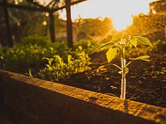 horta