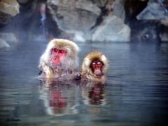Snow monkeys in hot spring Japan