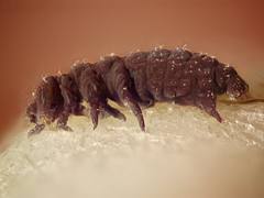 Hot spring Collembola / Springtail stacked super macro 10X microscope objective lens