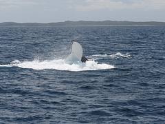 Whale Watching Hervey Bay