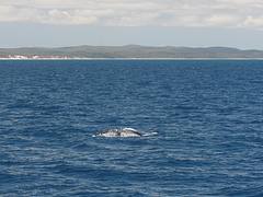 Whale Watching Hervey Bay