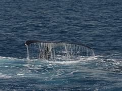 Whale Watching Hervey Bay