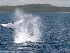 Whale Watching Hervey Bay