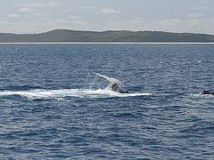 Whale Watching Hervey Bay
