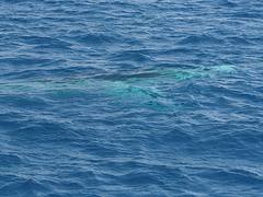 Whale Watching Hervey Bay