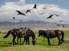 Horses and Black Kite