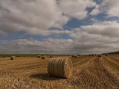 Hay Rolls