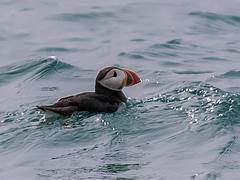 Puffin