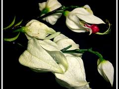 flower flower