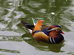 Mandarin Drake at Ambras Castle