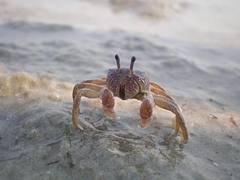 Small Crab Small Crab