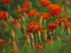 Flowerbed