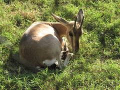 Dear Baby Deer