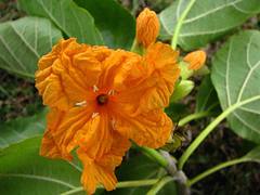 Cordia subcordata