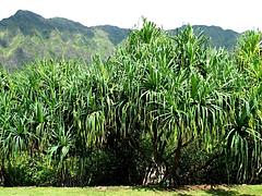 Pandanus tectorius