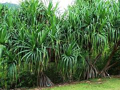 Pandanus tectorius