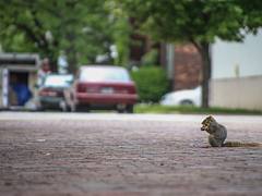 Squirrel