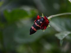 Nectar Sucker