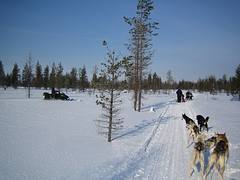 husky safari in lapponia 02