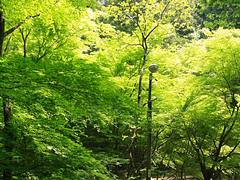 Iwami Ginzan
