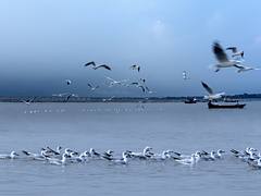 Triveni Sangam, Allahabad,Uttar Pradesh,India