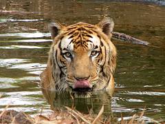 Watering hole