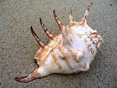 Shells