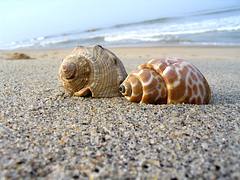 Shells on the beach